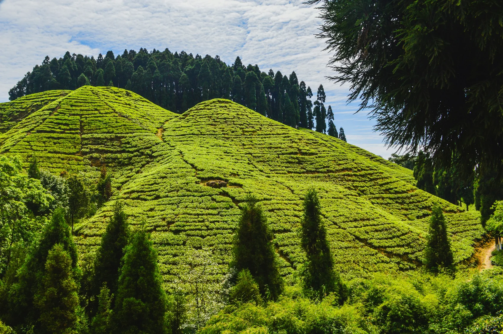 Green tea terraces and trees in Darjeeling